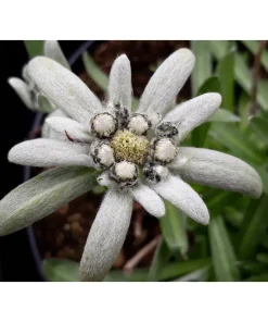 LEONTOPODIUM ALPINUM, STELLE ALPINE Pianta biologica