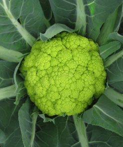 CAVOLFIORE Hulk F1