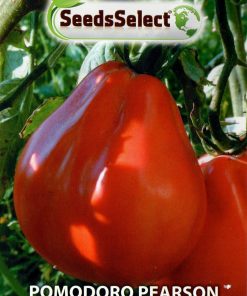 POMODORO Pearson