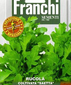 RUCOLA Coltivata Saetta