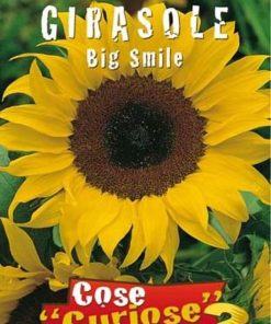 GIRASOLE Big Smile