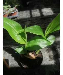 Hedychium coronarium – zenzero bianco